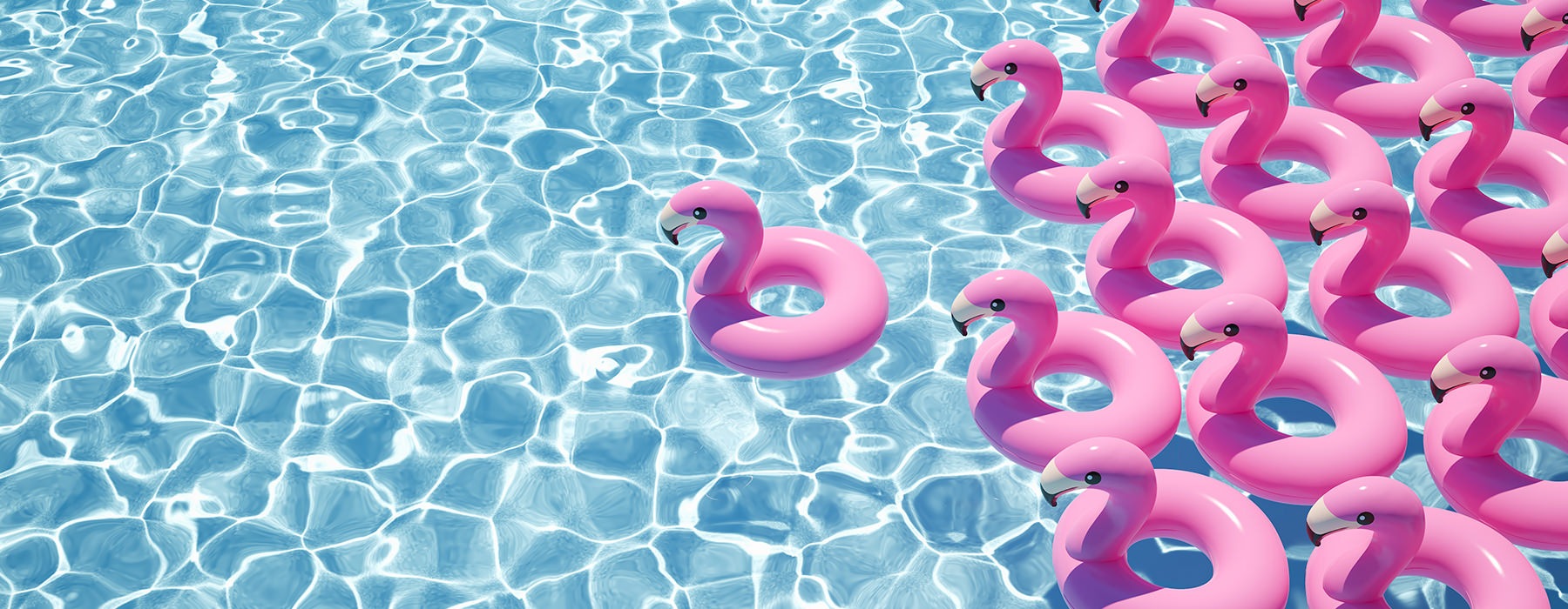 Flamingos in a swimming pool